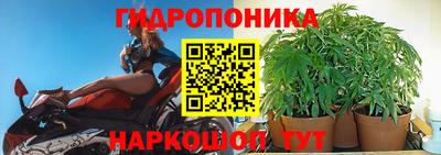 шишки Ставрополь